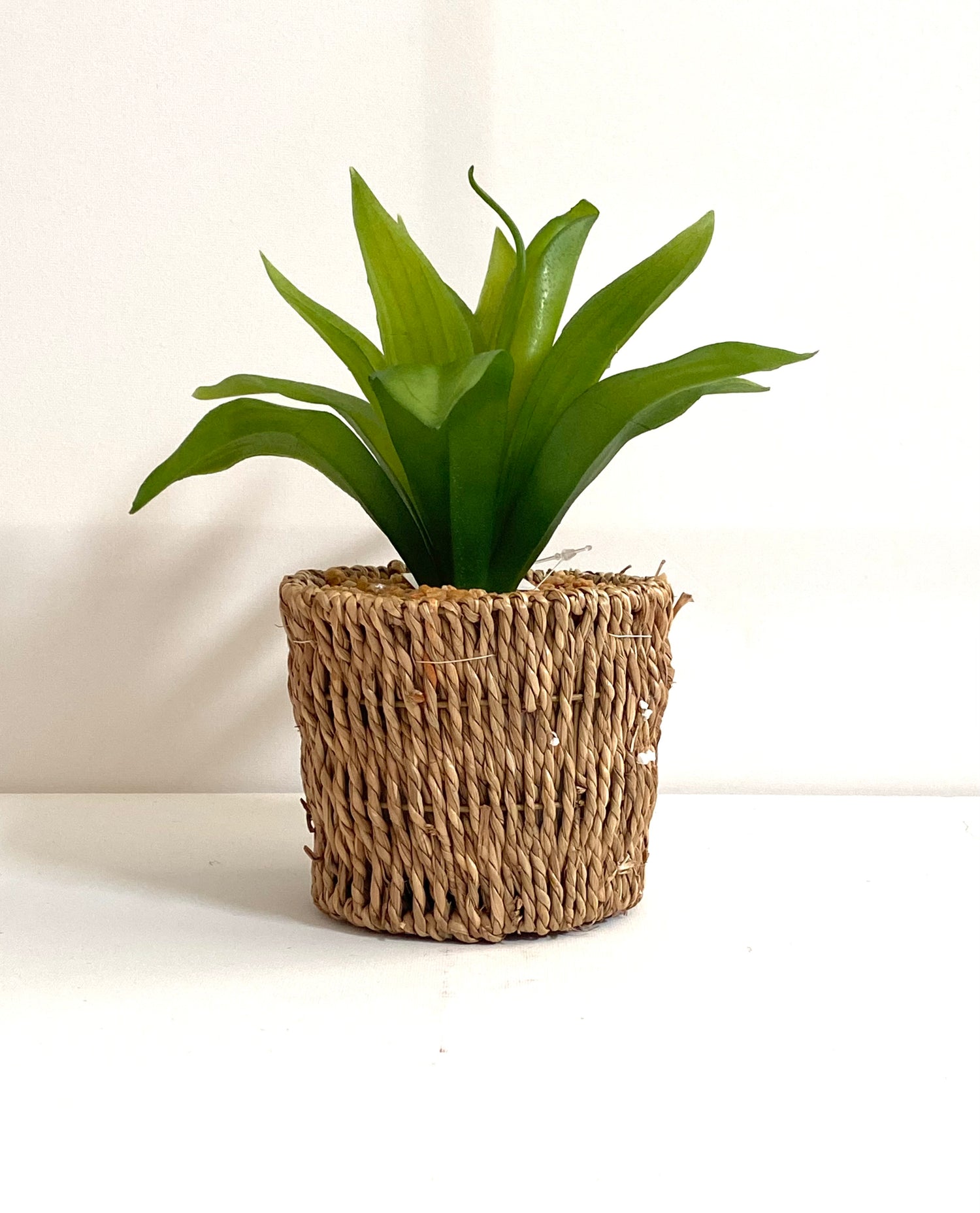Green potted plant in a textured brown pot on a white background